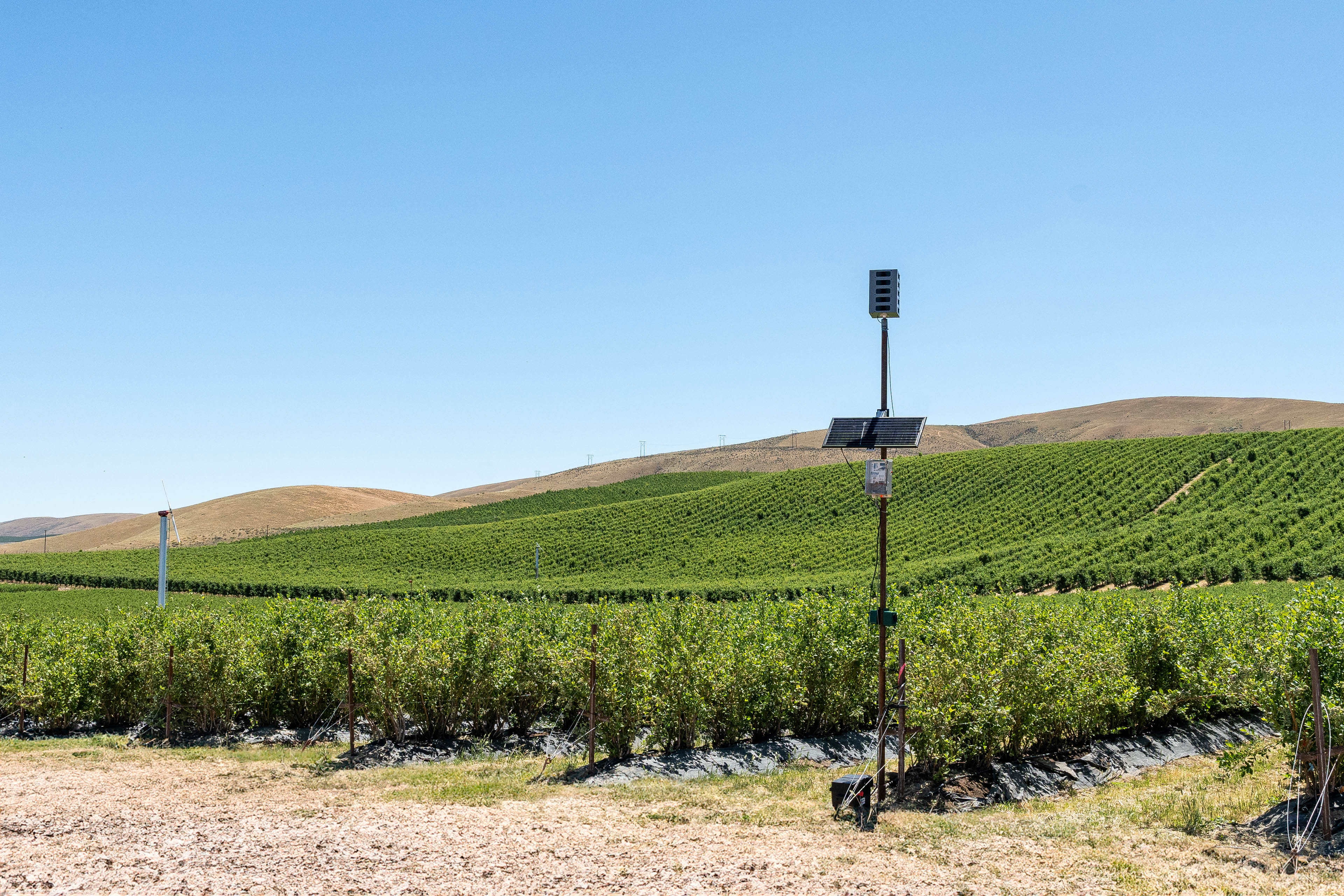 Bird Gard installation at Washington blueberry farm.