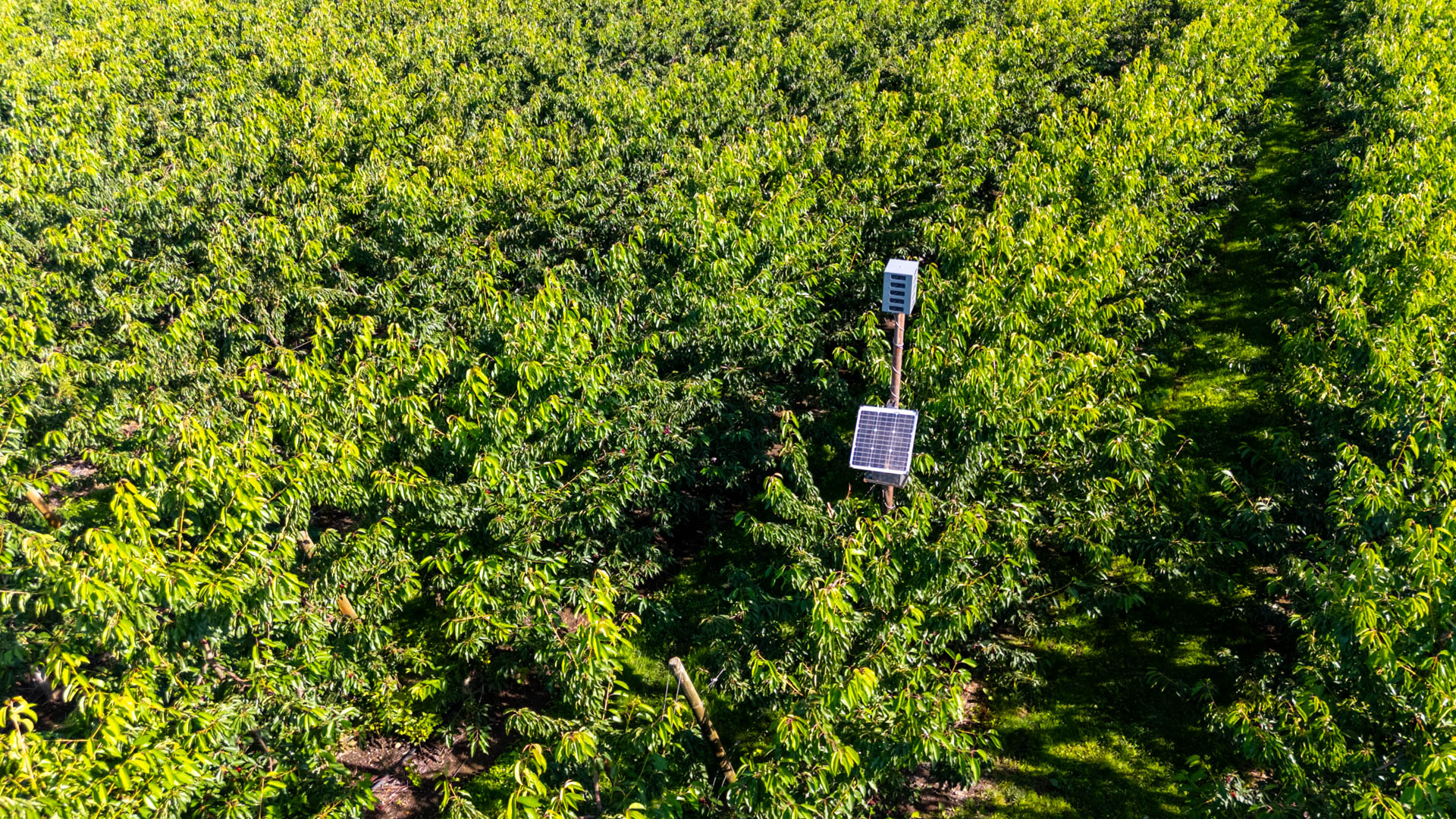 Bird Gard deterrent system installed in a Pacific Northwest agricultural setting.
